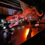 Museo Paleontológico de DINOPOLIS